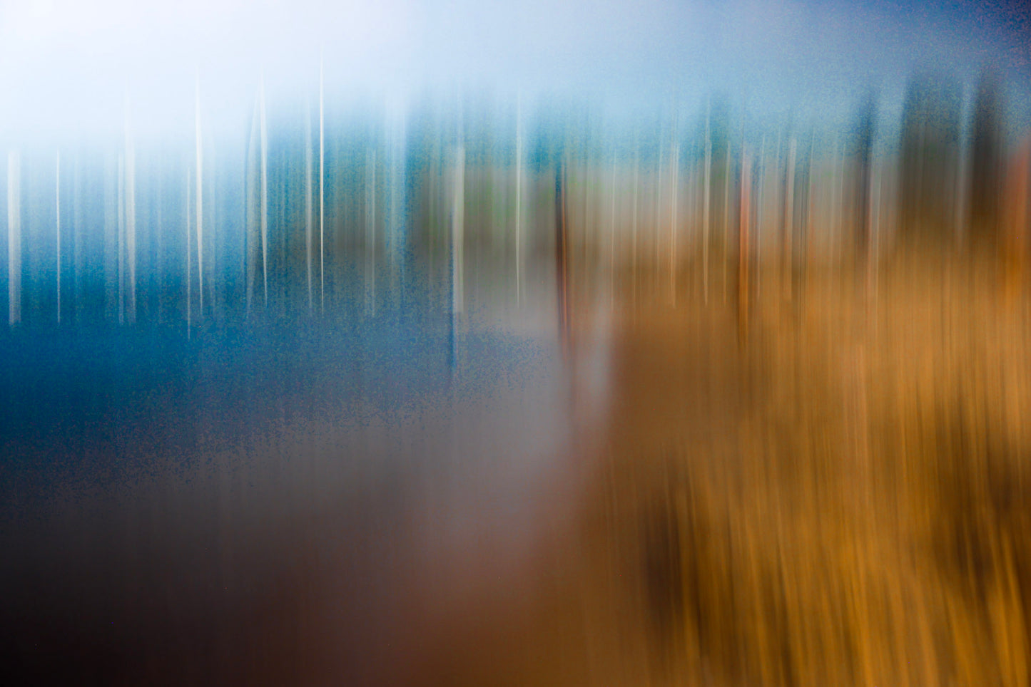 Forest Dreaming