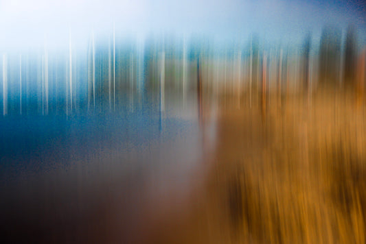 Forest Dreaming